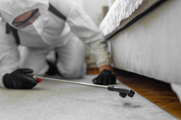 Professional Bed Bug Control technician working in Palm Springs, FL